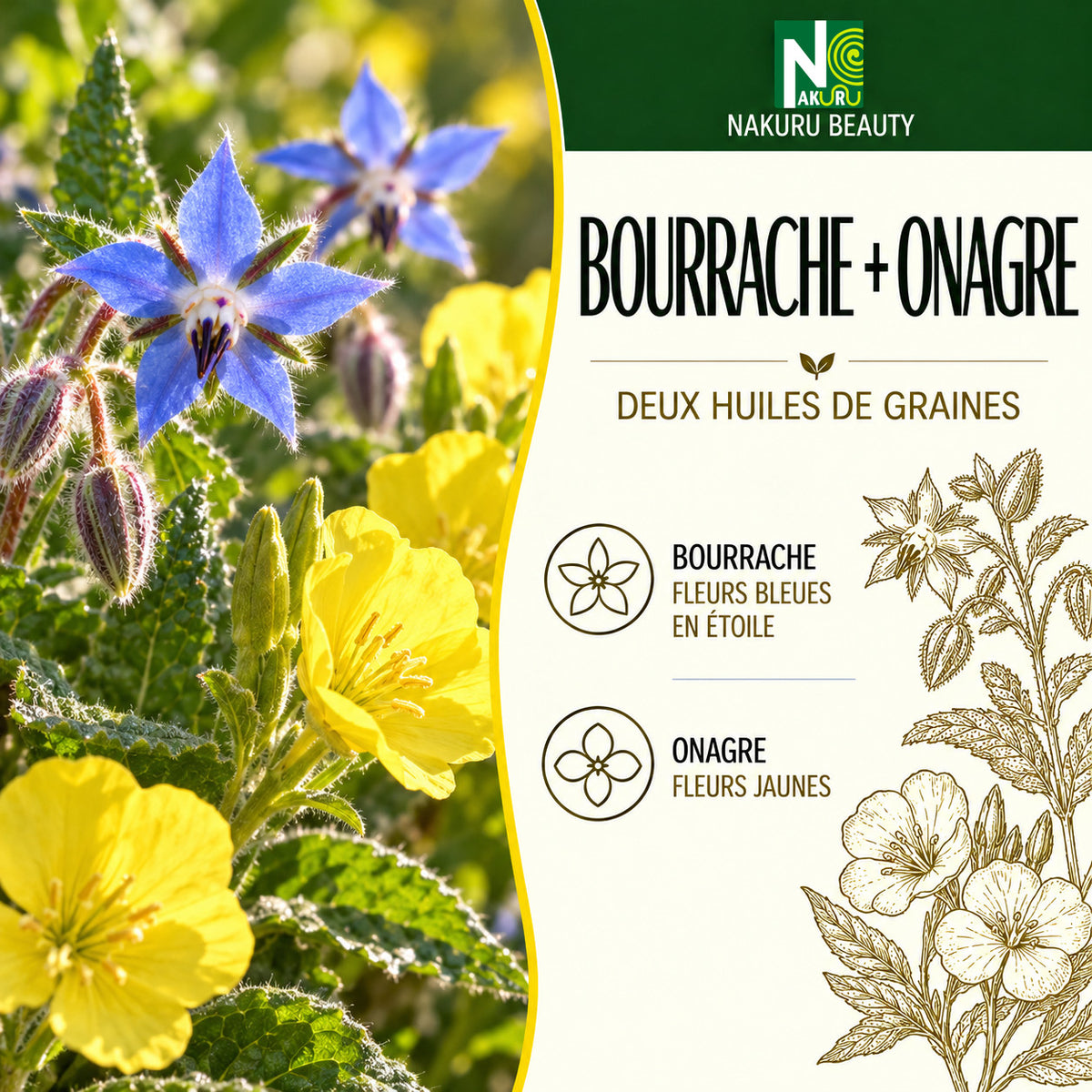 NAKURU Bourrache + Onagre — 60 capsules — Présentation