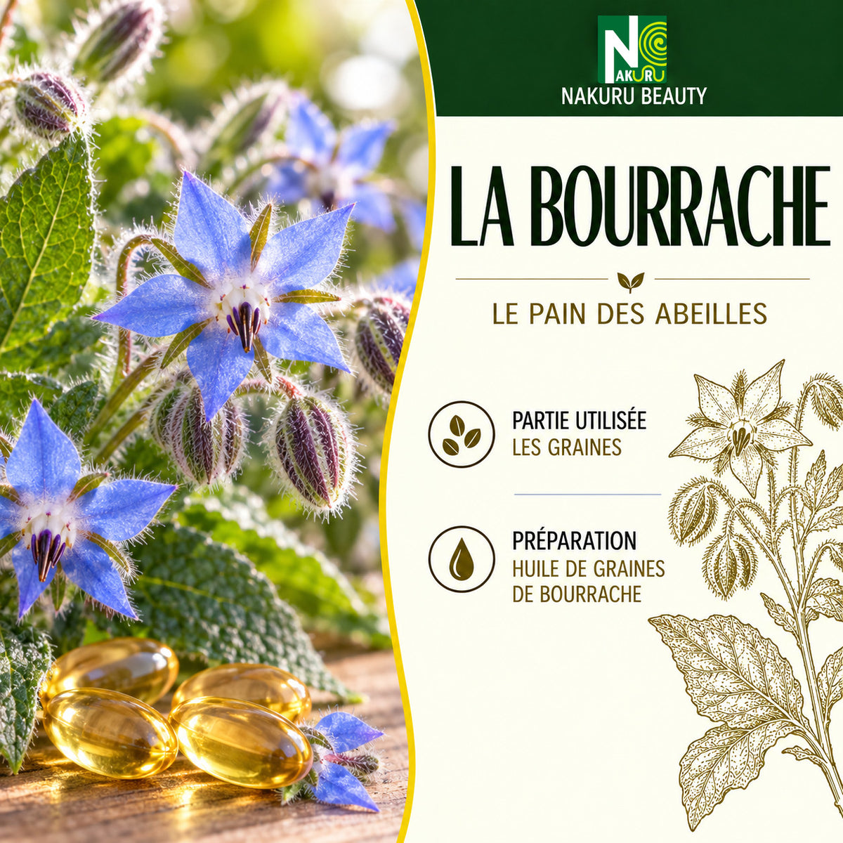 NAKURU Bourrache — 60 capsules — Présentation