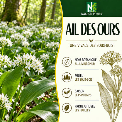 NAKURU Ail des Ours — 500 gélules — Présentation