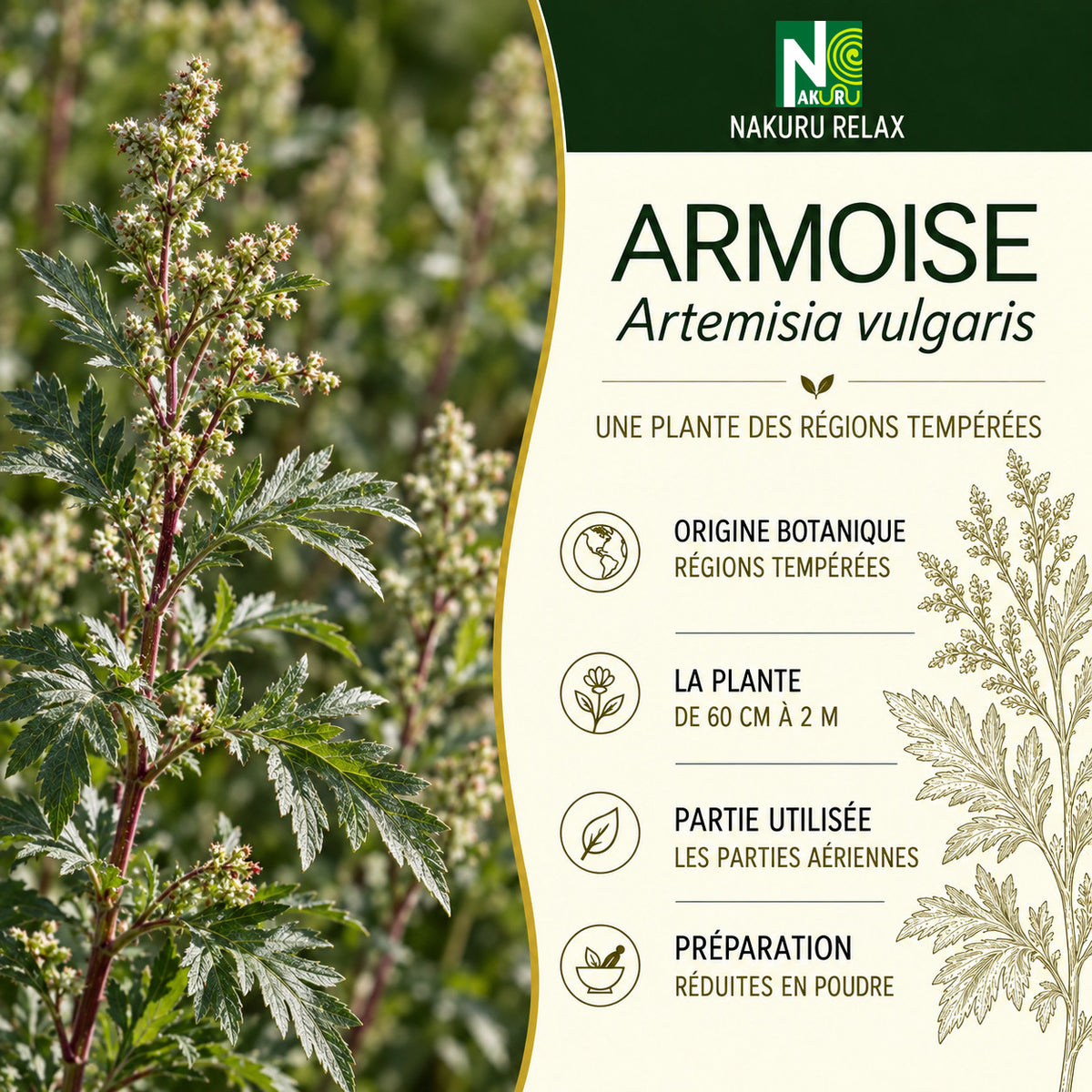NAKURU Armoise — 500 gélules — Présentation