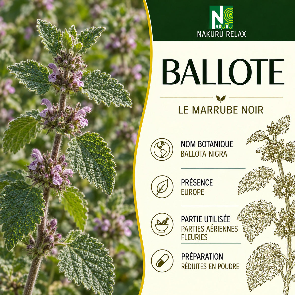 NAKURU Ballote — 500 gélules — Présentation
