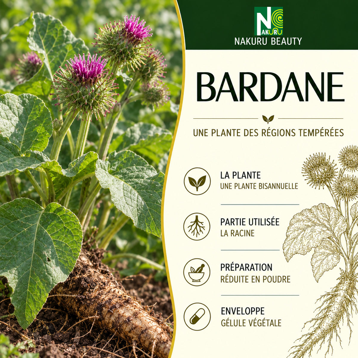 NAKURU Bardane — 500 gélules — Présentation
