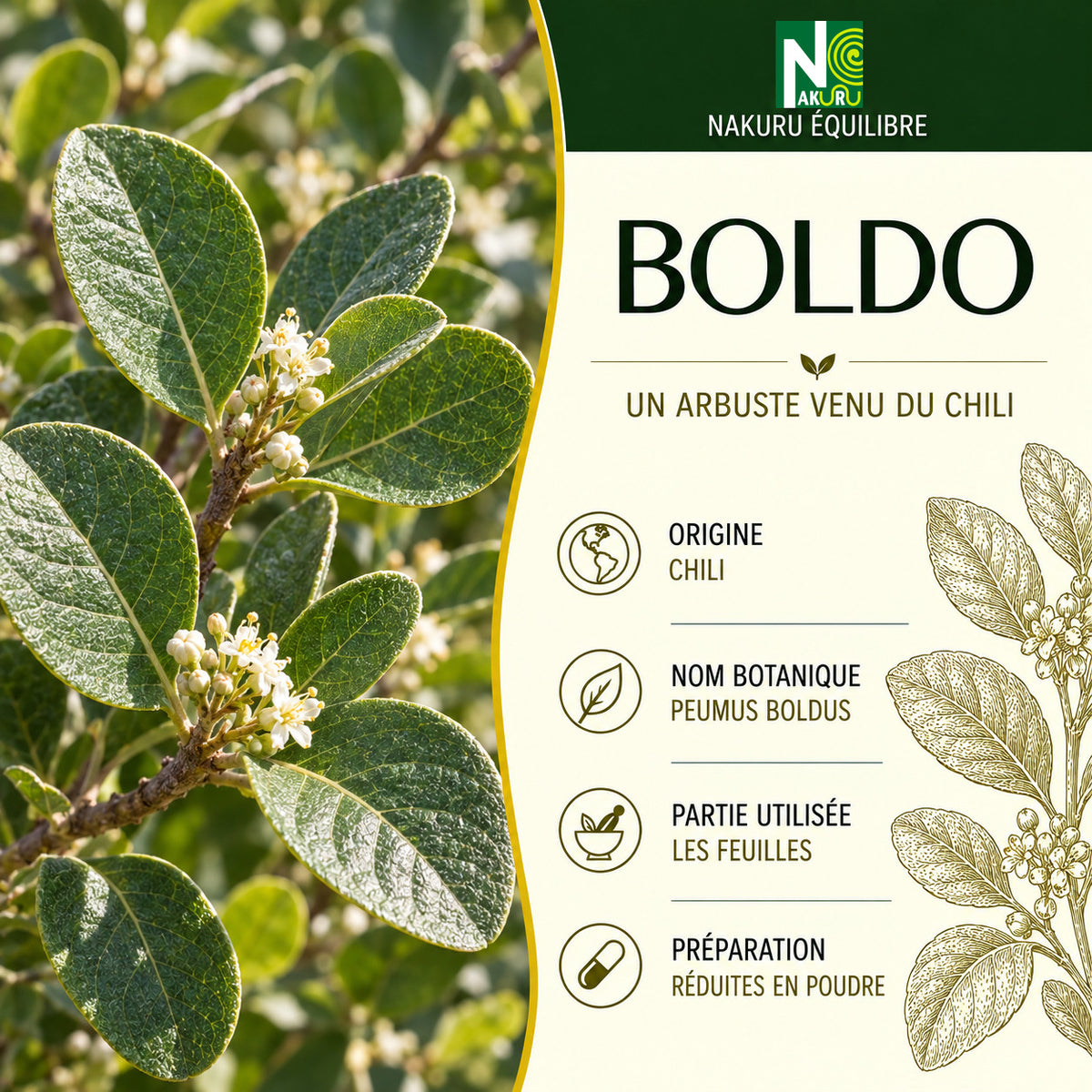NAKURU Boldo — 500 gélules — Présentation