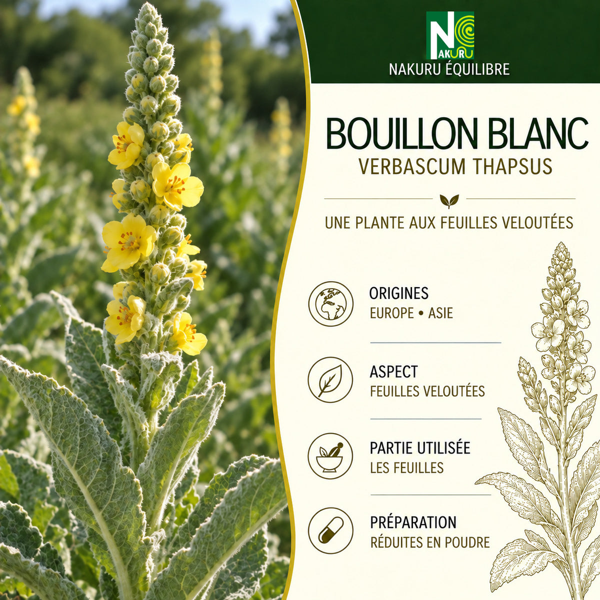 NAKURU Bouillon Blanc — 500 gélules — Présentation