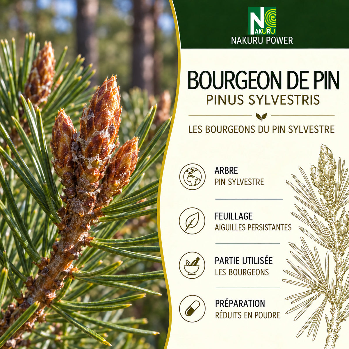 NAKURU Bourgeon de Pin — 500 gélules — Présentation