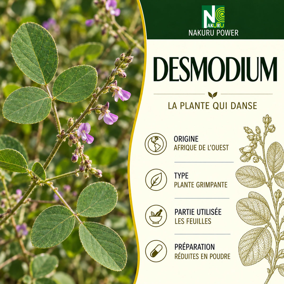 NAKURU Desmodium — 500 gélules — Présentation