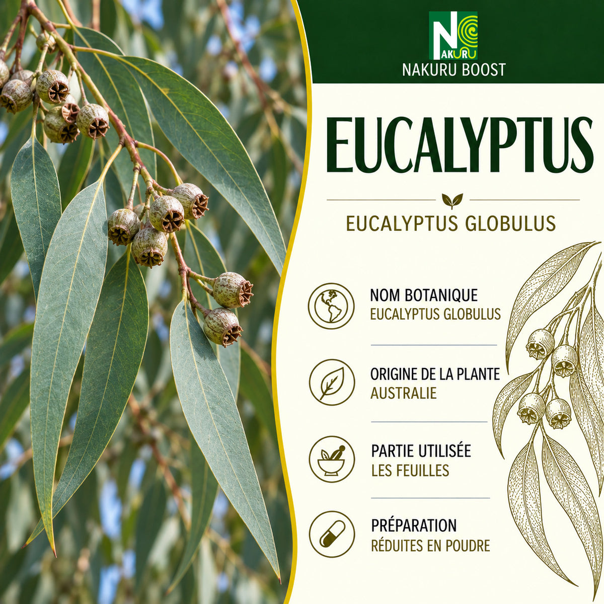 NAKURU Eucalyptus — 500 gélules — Présentation