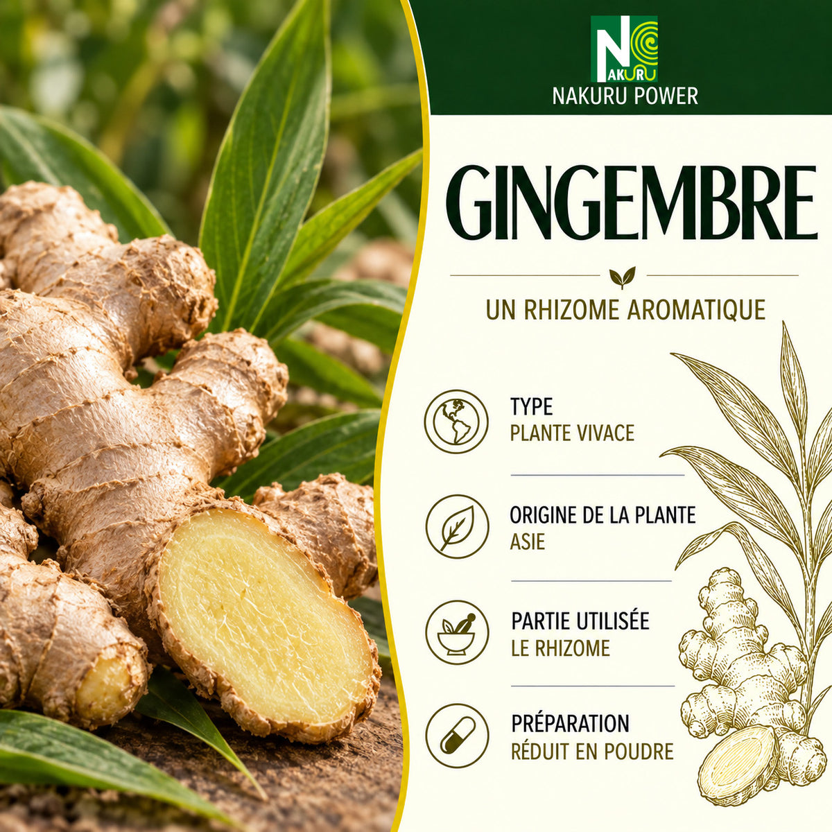 NAKURU Gingembre — 500 gélules — Présentation