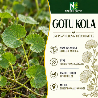 NAKURU Gotu Kola — 500 gélules — Présentation