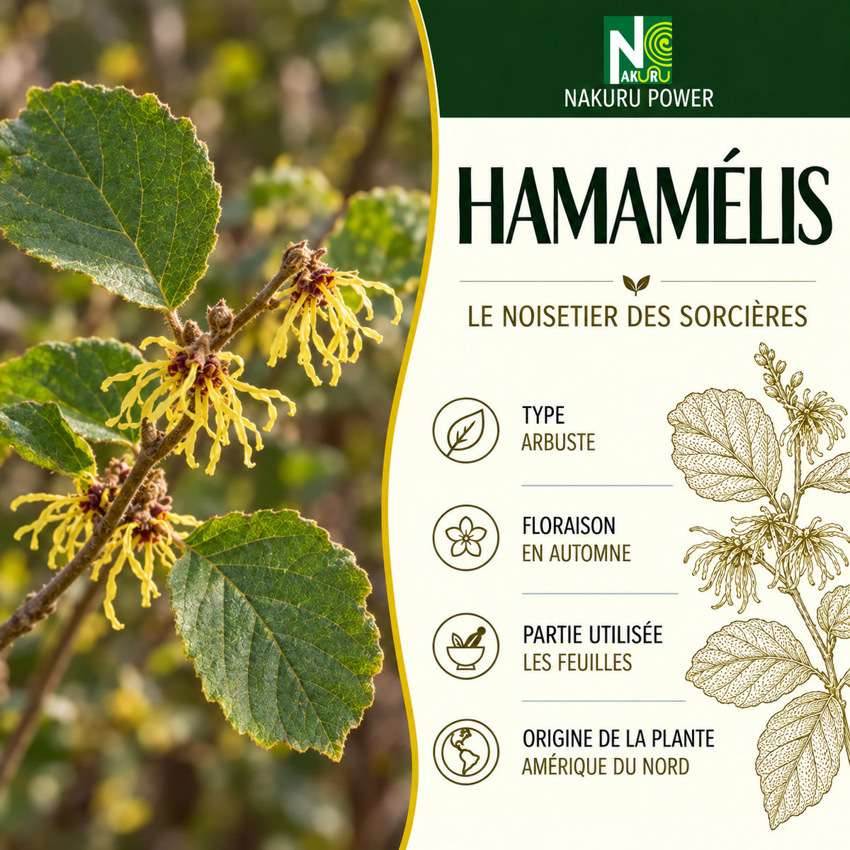 NAKURU Hamamélis — 500 gélules — Présentation