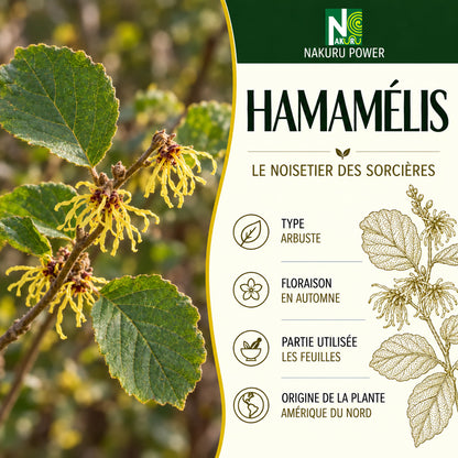 NAKURU Hamamélis — 500 gélules — Présentation