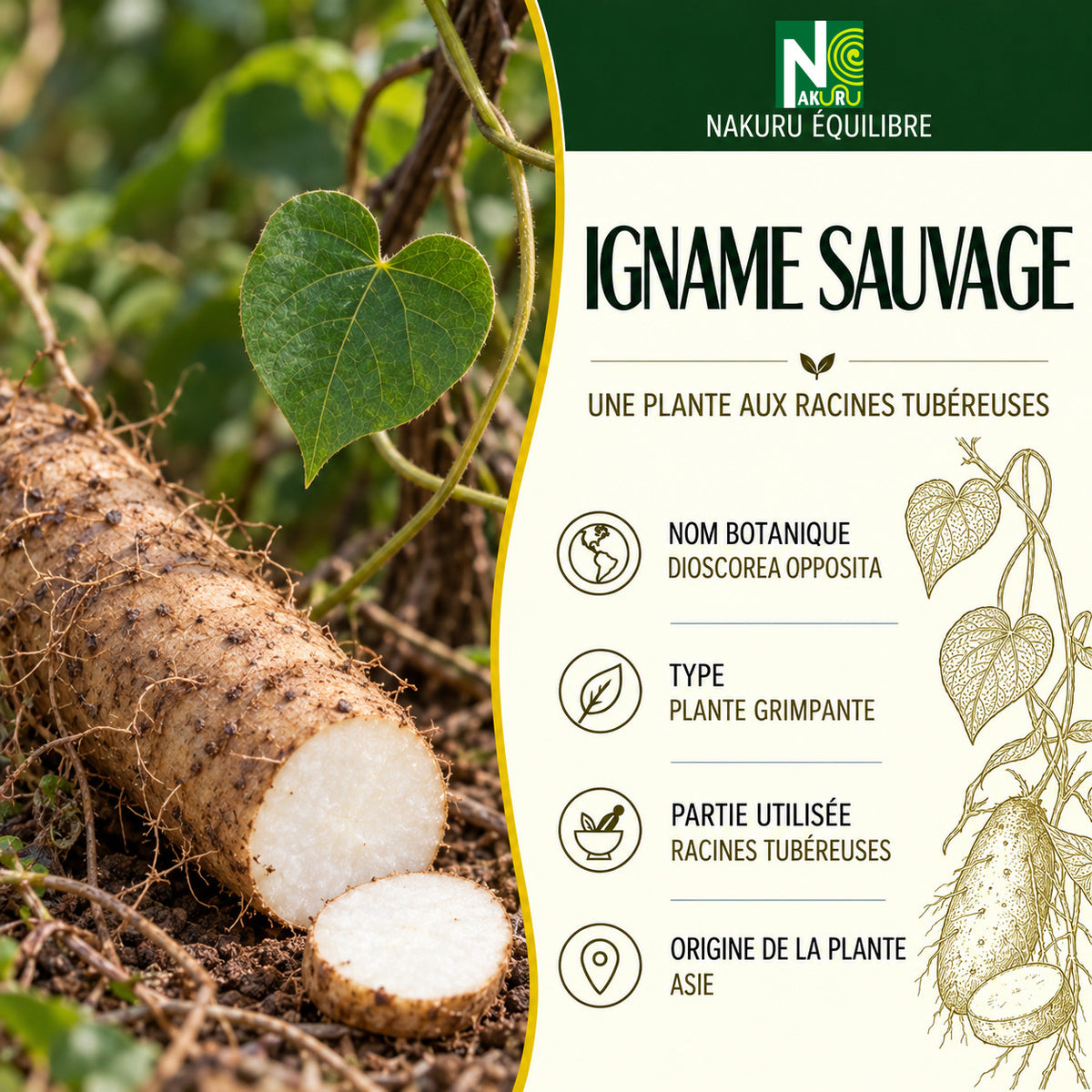 NAKURU Igname Sauvage — 500 gélules — Présentation