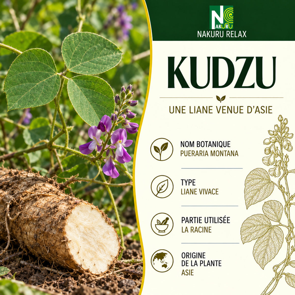 NAKURU Kudzu — 500 gélules — Présentation