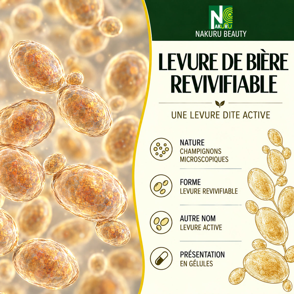 NAKURU Levure de Bière Revivifiable — 500 gélules — Présentation