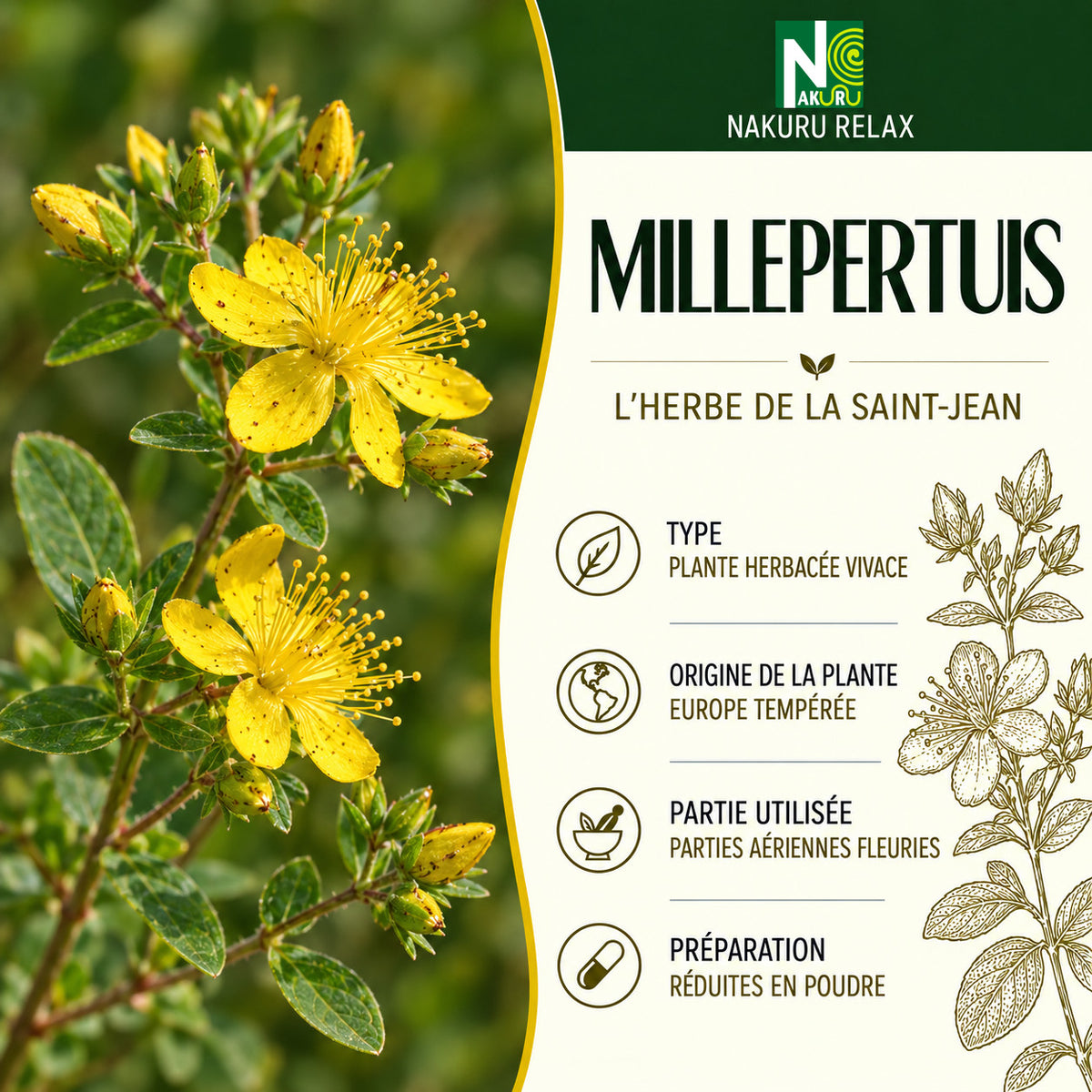 NAKURU Millepertuis — 500 gélules — Présentation