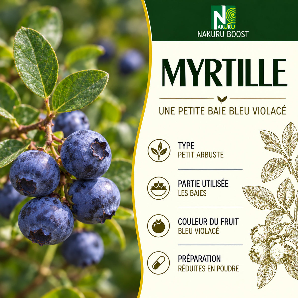 NAKURU Myrtille — 500 gélules — Présentation