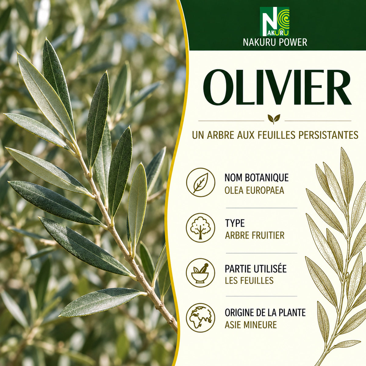 NAKURU Olivier — 500 gélules — Présentation