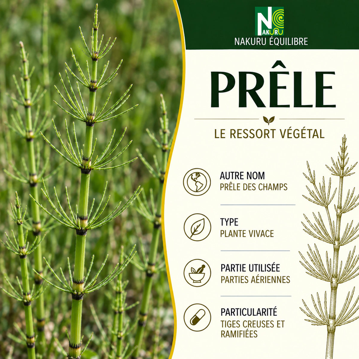 NAKURU Prêle — 500 gélules — Présentation