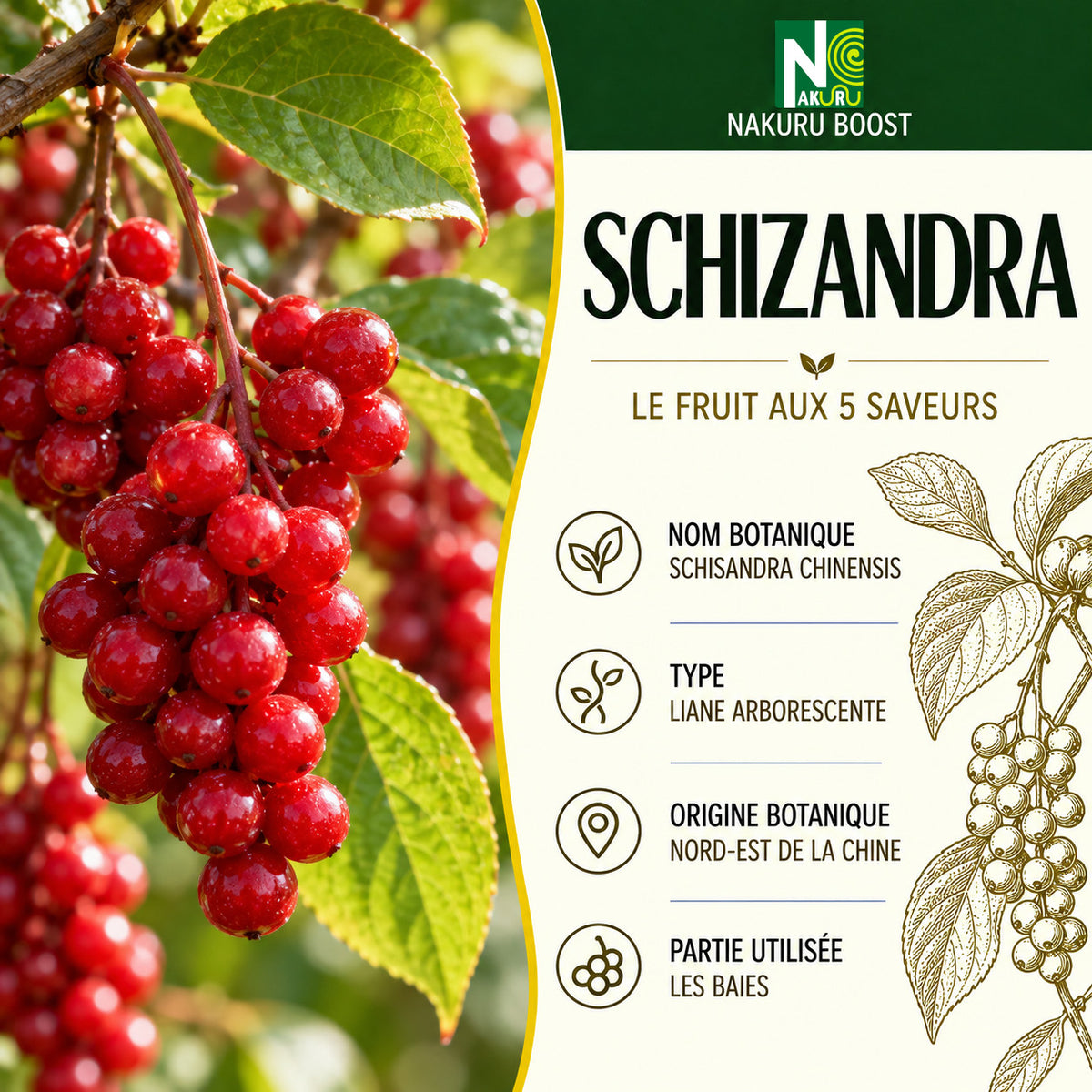 NAKURU Schizandra — 500 gélules — Présentation