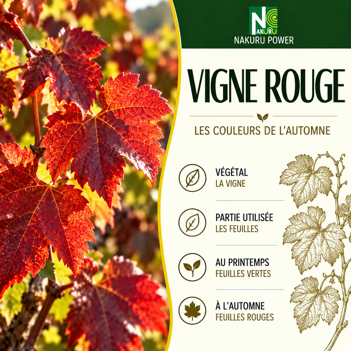 NAKURU Vigne Rouge — 500 gélules — Présentation