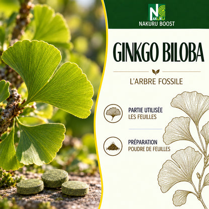 NAKURU Ginkgo Biloba — 350 comprimés — Présentation