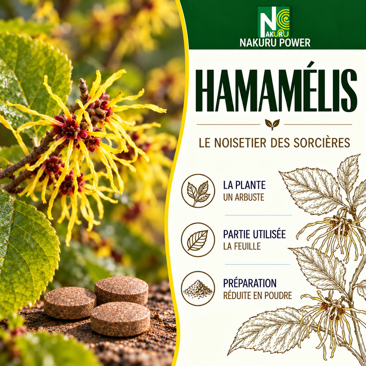 NAKURU Hamamélis — 90 comprimés — Présentation